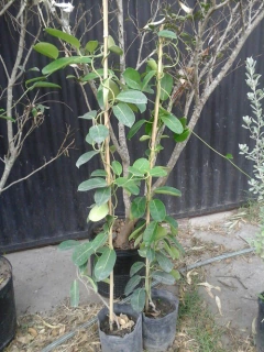 Jazmín De Madagascar - Muy perfumado en internet