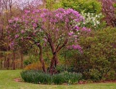 Lilo / Lila - Syringa vulgaris