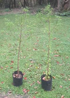 Taxodium (ciprés calvo) - 1,30 en internet