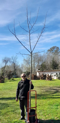 Tilos Adultos De 4 metros - Vivero Las Magnolias