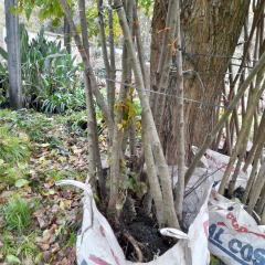 Tilos Adultos De 4 metros en internet