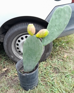 Pencas De Nopal / Tuna / Opuntia Robusta - comprar online