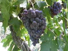 Parra De Uva Cereza Negra - Muy Productiva