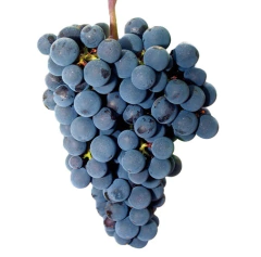 Parras De Uva Merlot, Ideal Para Vinificar