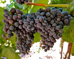 Parra De Uva Tannat - Ideal Para Vinificar