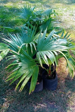 Palmeras Washingtonia Robusta, Muy Lindas en internet