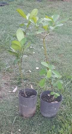 Plantas De Yerba Mate - Cultivo Orgánico - comprar online
