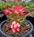 Semente Rara Thai Socotranum DHA MEDUSA MULTIPETALAS - Unidade - comprar online