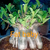 Sementes Raras - Arabicum Fat Baby