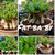 Sementes Raras - Arabicum Fat Baby - comprar online