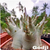 ARABICUM GODJI 