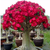 Kit 10 sementes Adenium Somalense Anaconda ORIGINAL - Pn Farm - comprar online