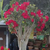 Kit 10 sementes Adenium Somalense Anaconda ORIGINAL - Pn Farm na internet