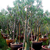 Kit 10 sementes Adenium Somalense Anaconda ORIGINAL - Pn Farm - RD Garden Center | Rosas do Deserto e Flor do Deserto