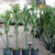 Kit 5 sementes Adenium Somalense Anaconda ORIGINAL - Pn Farm - RD Garden Center | Rosas do Deserto e Flor do Deserto