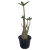Adenium Arabicum - comprar online