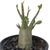 Arabicum Black MK x BOAR - comprar online