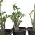 Adenium Arabicum - Variadas (MIX) - loja online