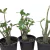 Adenium Arabicum - Variadas (MIX) - comprar online