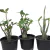 Adenium Arabicum - Variadas (MIX)