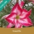 Muda Jovem de Rosa do Deserto de enxerto com flor Dobrada Matizada - Amarilis - comprar online