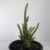 Adenium Arabicum AD - Ara Dork Dok