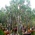 BIG SIZE - Sementes Somalense Big Size - Kit com 50 sementes na internet