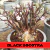 Sementes Arabicum Rara - Black Socotra - Somrak - comprar online