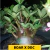 Muda Arabicum Boar x DDC - Black Skin - comprar online