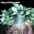 Sementes Arabicum Rara - Bullfrog+Bnk (Bee Adenium) - comprar online
