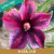 Muda Jovem de Rosa do Deserto de enxerto com flor Simples na cor Roxa Matizada - DARK JAD