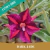 Muda Jovem de Rosa do Deserto de enxerto com flor simples na cor Roxa Matizada - DARK JADE