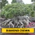 Sementes Raras - Arabicum Diamond Crown