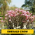 Semente Rara Arabicum EMERALD CROWN - Unidade