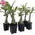 Muda Jovem de Rosa do Deserto de enxerto com flor Dobrada na cor Matizada - MAJESTIC - comprar online