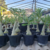 Muda Rosa do Deserto de enxerto com flor dobrada na cor Roxa - SUPER NOVA - comprar online