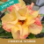 Muda Jovem de Rosa do Deserto de enxerto com flor dobrada na cor Amarela Matizada - ETHERNAL SUMMER