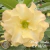 Muda Rosa do Deserto de enxerto com flor dobrada na cor amarela -MATRIZ MAGIC PÈROLA EV18/21