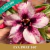 Muda Jovem de Rosa do Deserto de enxerto com flor simples na cor Roxa Matizada - EVA PMAT-107