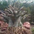 Sementes Arabicum Rara - GIR + MP (Bee Adenium) - comprar online