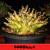 Sementes Arabicum Rara - Godzilla - Somrak - comprar online