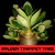 Sementes Arabicum Rara - Golden Trumpet Tree - Somrak - comprar online