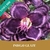 Muda Jovem de Rosa do Deserto de enxerto com flor Tripla na cor Roxa - Indigo Glaze - comprar online