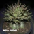 Sementes Arabicum Rara - JND + GCBNK (Bee Adenium) - comprar online