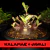 Sementes Arabicum Rara - Kalamae + Javali - Somrak - comprar online