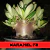 Sementes Arabicum Rara - Karamel F2 - Somrak - comprar online