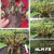 Sementes Arabicum Rara - KLM F2 (Bee Adenium) - comprar online