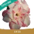 Muda Jovem de Rosa do Deserto de enxerto com flor Tripla na cor Branca matizada com Pink LM-22