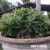 Sementes Arabicum Rara - MP + MPD (Bee Adenium) - comprar online