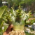 Sementes Arabicum Rara - MR 1 (Bee Adenium) - comprar online